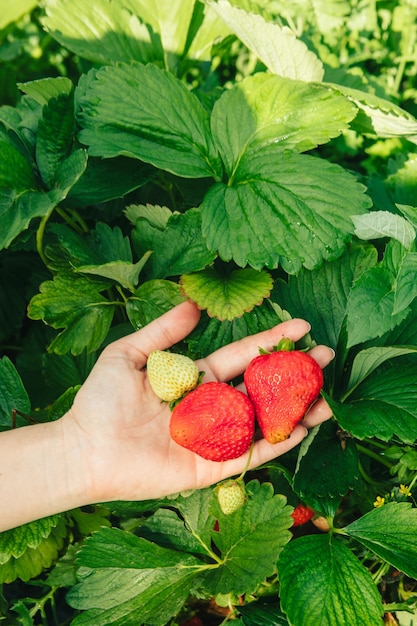 Cueillette de fraises à la ferme