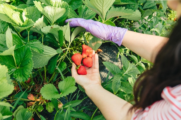 Cueillette de fraises à la ferme