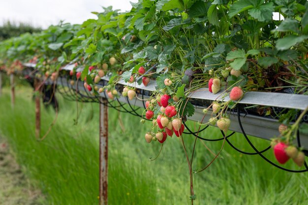 Cueillette de fraises à la ferme