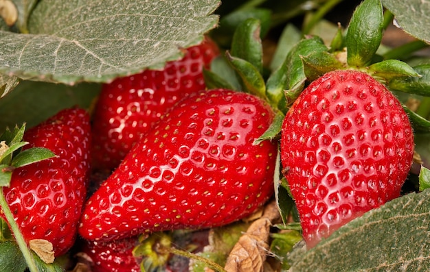 Cueillette de fraises fraîches à la ferme, gros plan de fraises biologiques fraîches poussant sur une vigne.