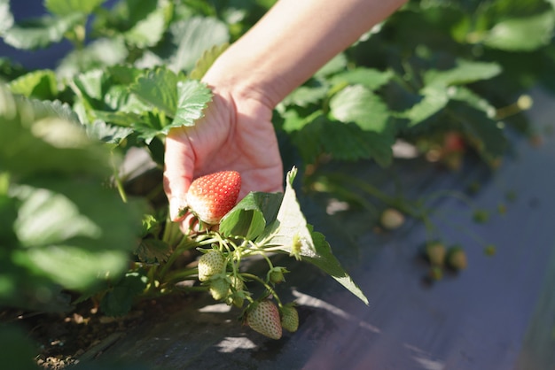 Cueillette de fraises fraîches à la ferme