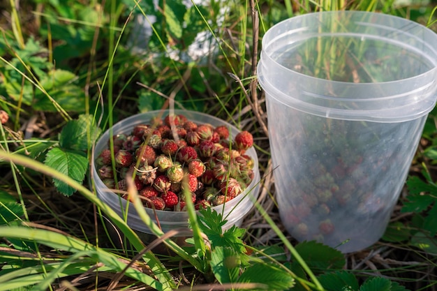 La cueillette de fraises sauvages