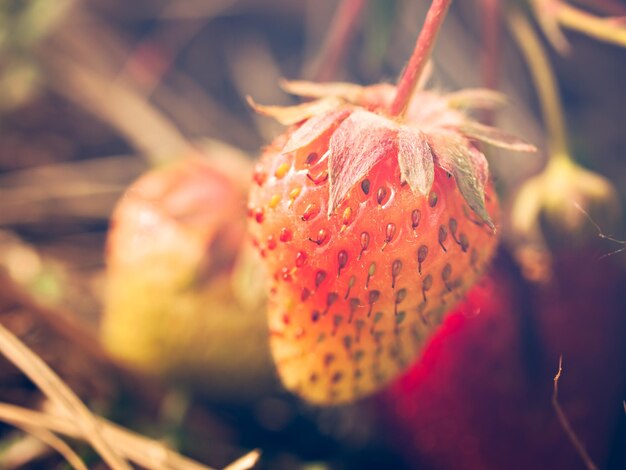 Cueillette de framboises sur berry farm dans le Colorado.