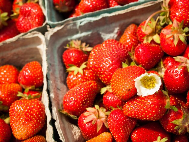 Cueillette de framboises sur berry farm dans le Colorado.