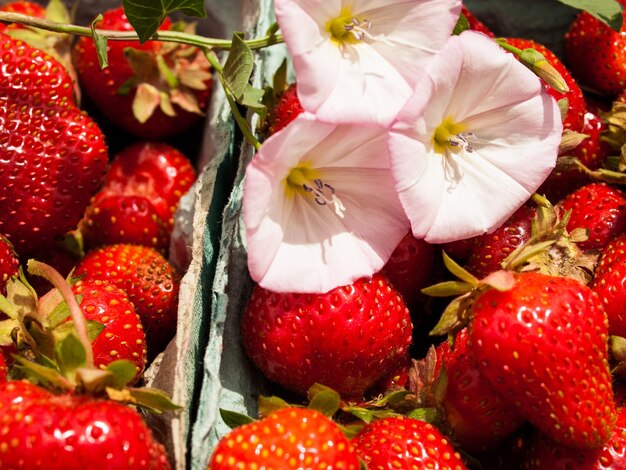 Cueillette de framboises sur berry farm dans le Colorado.