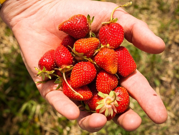 Cueillette de framboises sur berry farm dans le Colorado.