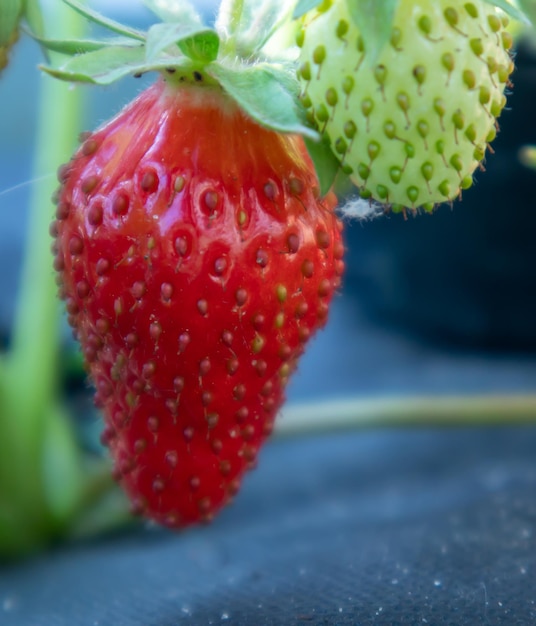 Cueillette de grosses fraises rouges biologiques mûres et fraîches à l'extérieur par temps ensoleillé à la plantation. Champ de fraises sur une ferme fruitière. Une nouvelle récolte de fraises ouvertes sucrées poussant à l'extérieur dans le sol.