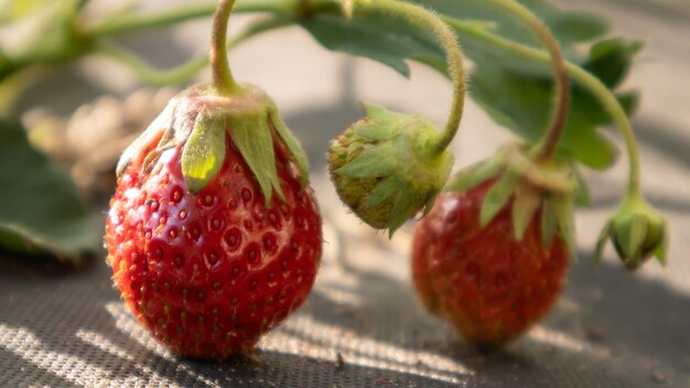 Cueillette de grosses fraises rouges biologiques mûres et fraîches à l'extérieur par temps ensoleillé à la plantation. Champ de fraises sur une ferme fruitière. Une nouvelle récolte de fraises ouvertes sucrées poussant à l'extérieur dans le sol.