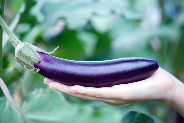 Cueillette à la main des aubergines mûres dans une serre jardin ferme