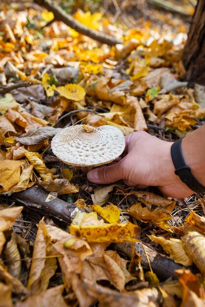 Cueillette à la main un champignon