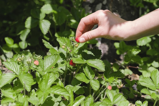 Cueillette à la main des fraises des bois dans la forêt