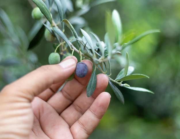 Cueillette manuelle des olives de l'arbre