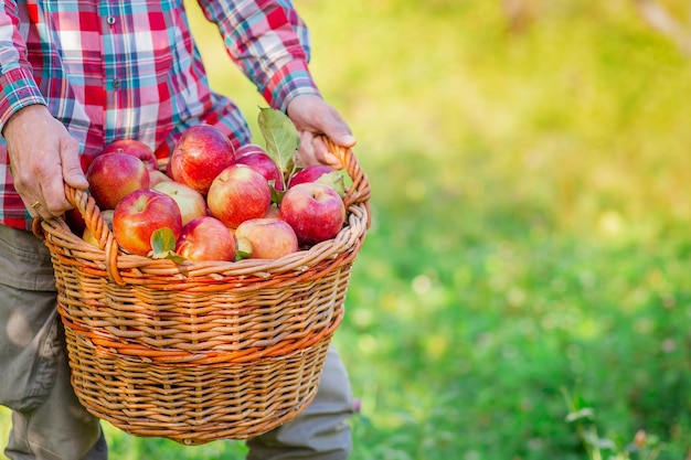 Cueillette des pommes Un homme avec un panier plein de pommes rouges dans le jardin Pommes biologiques Geste d'approbation