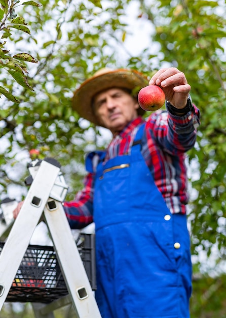 Cueillette de pommes mûres rouges de l'arbre Récolte estivale saisonnière juteuse