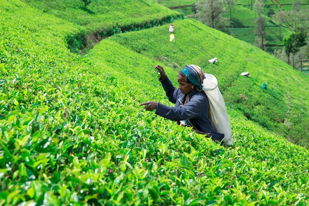 Cueilleur de thé femelle dans la plantation de thé à Mackwoods