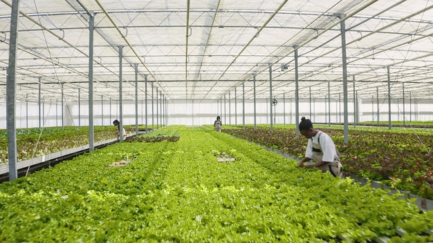 Les cueilleurs de légumes travaillent dur pour cultiver des aliments biologiques dans un environnement hydroponique en contrôlant la qualité et en éliminant les parasites. Diverses personnes en serre prenant soin des cultures et poussant des caisses.