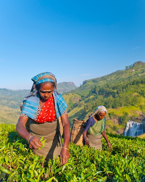 Cueilleurs de thé dans une plantation au Sri Lanka