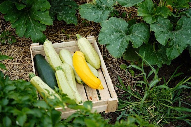 Cueillir des Courges et des Courgettes Freshest dans un Jardin.