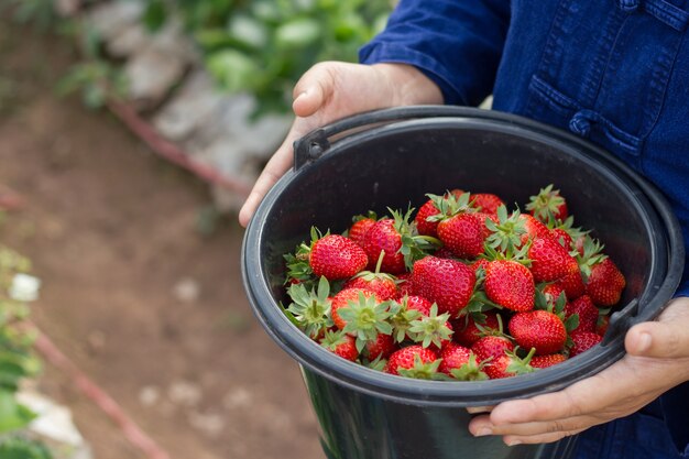 Cueillir des fraises dans le jardin.