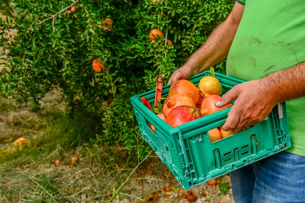 Cueillir les grenades d'une plantation d'arbres fruitiers