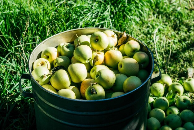 Cueillir des pommes