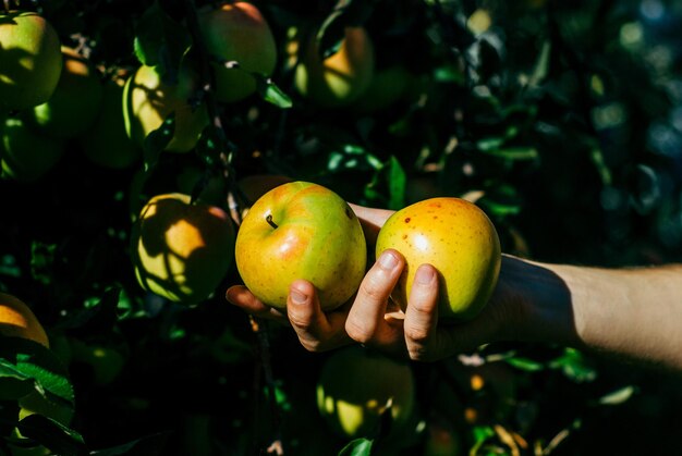 Cueillir des pommes