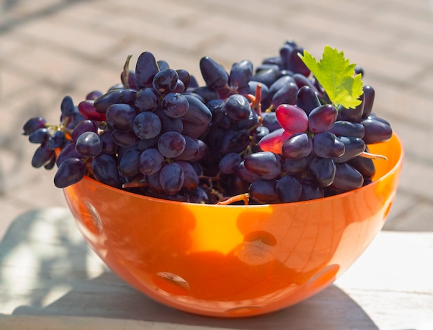 Cueillir des raisins moldaves noirs pour le vin lors d'une journée ensoleillée en Grèce