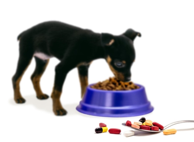 Cuillère avec des pilules et des médicaments pour chiens vitamine ou pilules pour animaux de compagnie mélangées dans l'espace de copie de fond blanc de croquettes