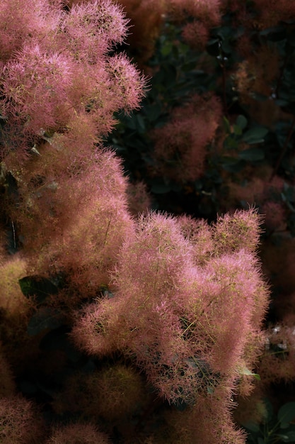 Photo cuir skumpia pink smoky tree fleuri en