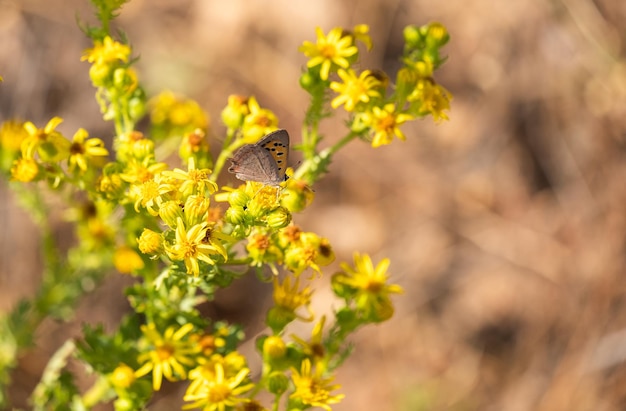 Cuivre à queue Lycaena arota se nourrissant des fleurs de la plante Solidago decurrens