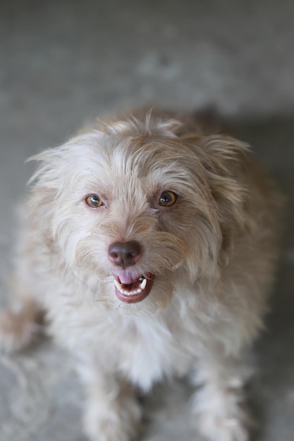 Culte dot cherche à posséder un bon animal de compagnie dans la maison et une bonne amitié pour l'homme