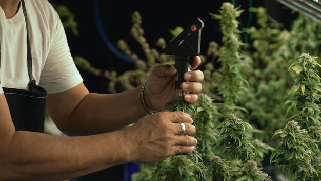 Un cultivateur de cannabis utilise un microscope pour analyser le CBD dans une ferme de cannabis curatif