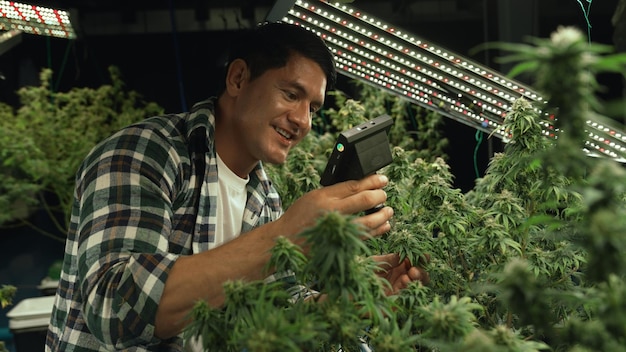 Un cultivateur de cannabis utilise un microscope pour analyser le CBD dans une ferme de cannabis curatif