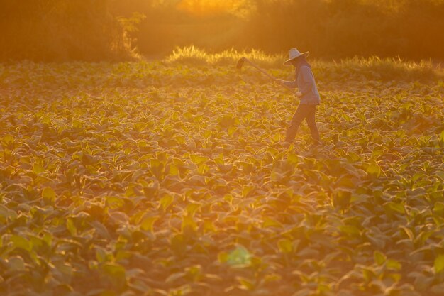 Un Cultivateur De Tabac Cubain Travaillant Le Sol Dans Un Champ Entouré De Feuilles De Tabac Vert.