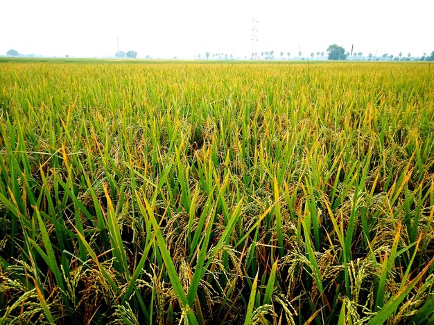 Cultivation de l'agriculture du riz