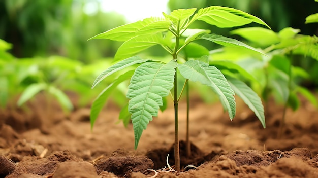 Cultivation biologique de plants de manioc frais