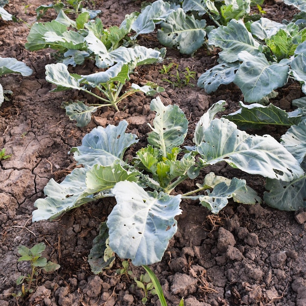 Cultivation de chou en plein air dans le domaine