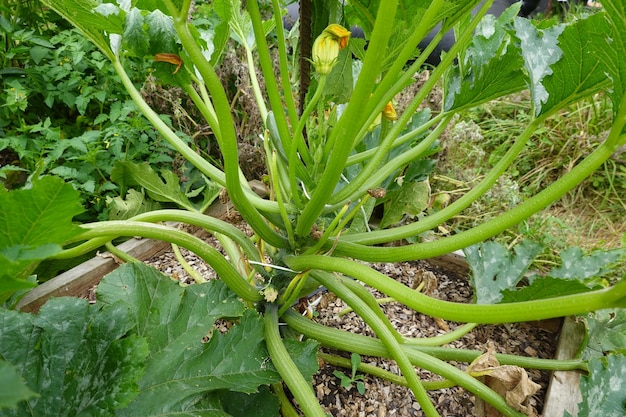 Cultivation des courgettes dans des lits surélevés Courgettes avec piquet pour la croissance verticale Fruits de courgettes