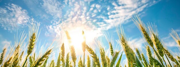 Cultivation du blé avec la lumière du soleil et le ciel bleu le matin AI générative