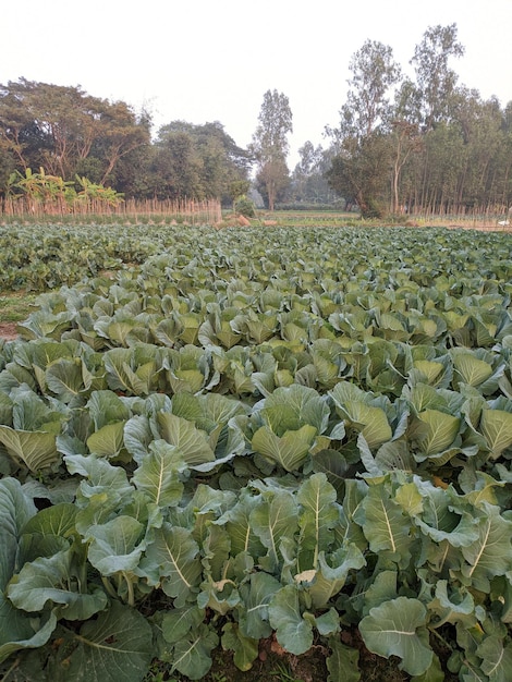 Cultivation du chou dans le jardin