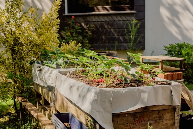 Cultivation de fraises dans le jardin