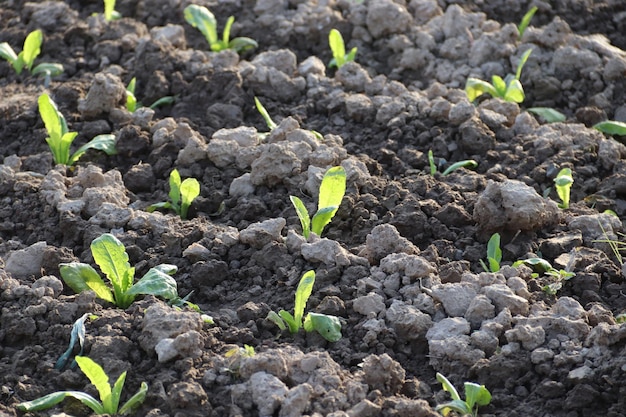 Cultivation de légumes