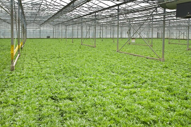 Photo cultivation de plantes andives en serre