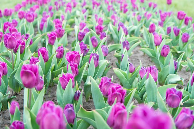 Cultivé avec amour. pays aux mille couleurs. Fond floral de printemps. Campagne néerlandaise. tulipes dans le jardin. Incroyable champ de tulipes en Hollande. détente et gestion du stress. tulipes au printemps.