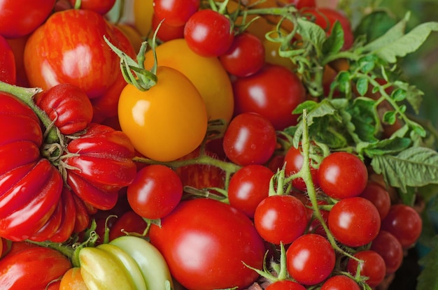 Cultivé localement et récolté de manière durable Industrie biologique et agriculture écologique Fond de tomates assorties