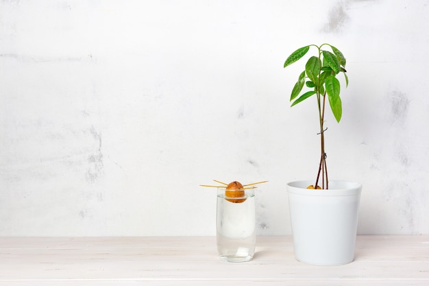 Cultiver un avocat tropical à la maison.