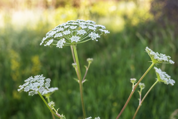 Cultiver la berce du Caucase, Heracleum