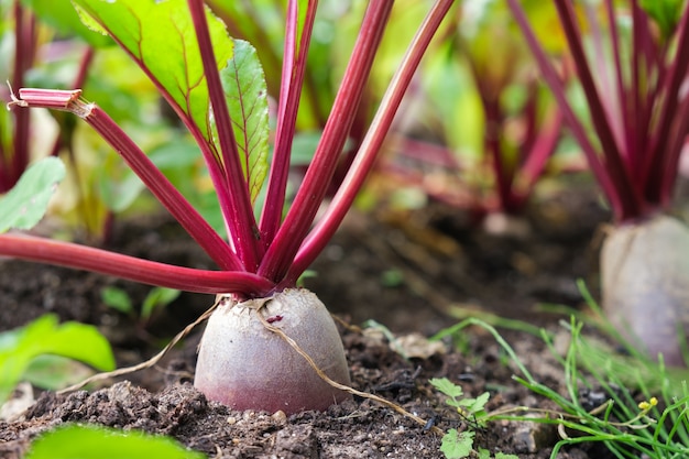 Cultiver des betteraves sur une petite ferme maraîchère des légumes bon marché pour la consommation humaine et animale