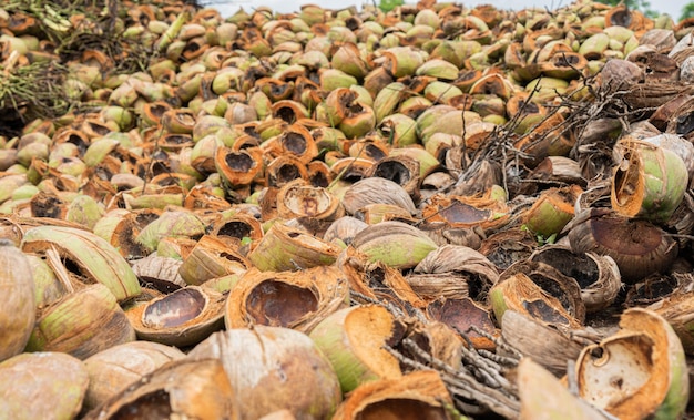 Photo cultiver de bonnes noix de coco sur le sol dans le jardin