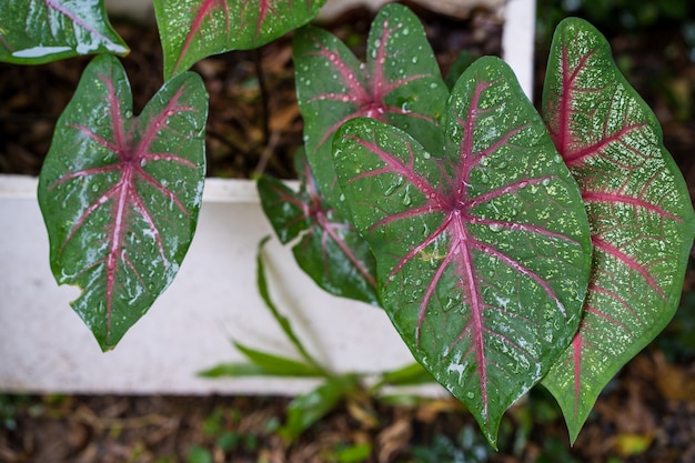 Cultiver le Caladium bicolor en pot de fleur blanc